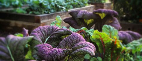 What to Plant in a Fall Vegetable Garden - Growing A Greener World®