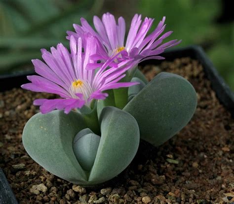 gibbaeum dispar | Succulents, Succulent gardening, Lithops succulents