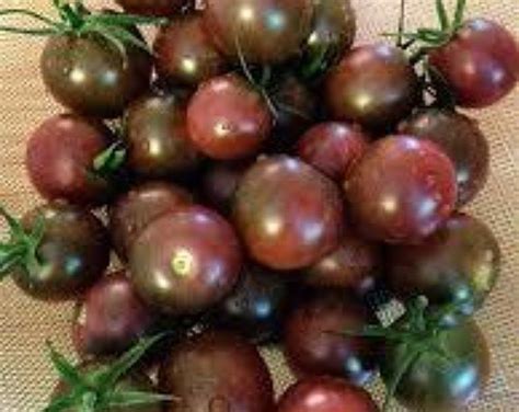 Indigo Rose Tomato Seeds | Etsy | Tomato seeds, Cherry tomato plant ...