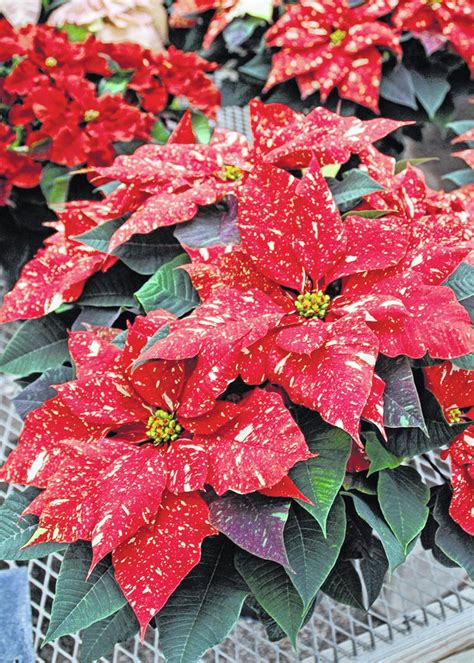 Reblooming poinsettias and Christmas cactus - The Times Gazette