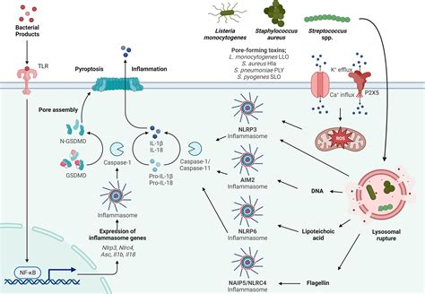 Frontiers | Inflammasome activation by Gram-positive bacteria ...