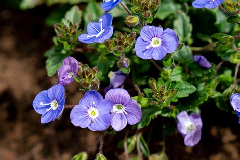 What to Know About the Speedwell Plant or 'Veronica'