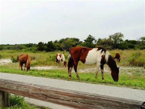 Wild horses grazing on Assateague Island | Smithsonian Photo Contest ...