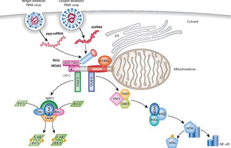 Figure 1 from Mitochondria in innate immunity. - Semantic Scholar