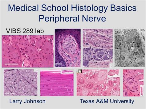 Medical School Histology Basics - Peripheral Nerve - YouTube