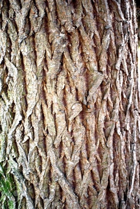 Image - Willow Tree Bark.jpg | Animal Jam Clans Wiki | FANDOM powered ...