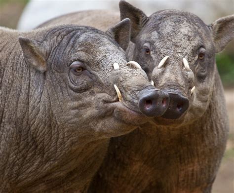 Babirusa | San Diego Zoo Kids