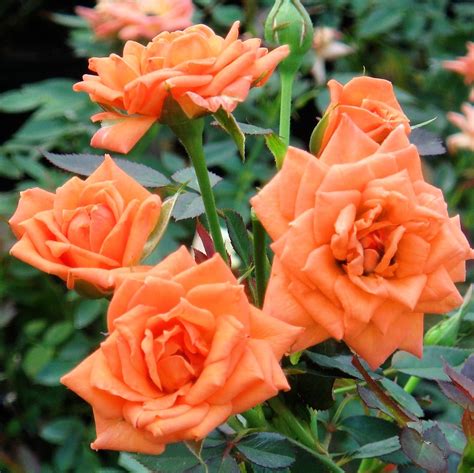 Cottage Farms Direct | Rose, Beautiful flowers, Orange roses