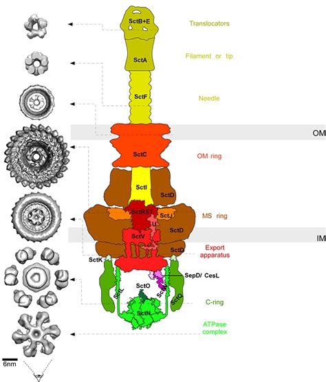 Type 3 secretion system - geraxl