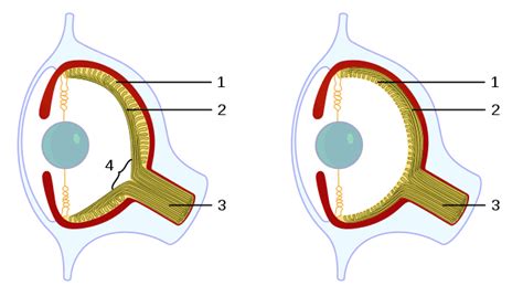 Cephalopod eye - Wikiwand