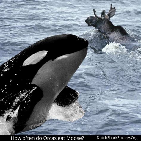 Do Orca Killer Whales Eat Moose? - Dutch Shark Society