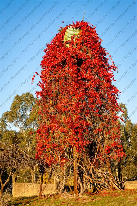 Vine Tower (70897), photo, photograph, image | R a Stanley Landscape Photography Prints