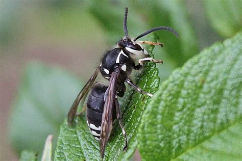 Unknown Black-And-White Wasp Identified As Bald-Faced Hornet 001 | Flickr - Photo Sharing!