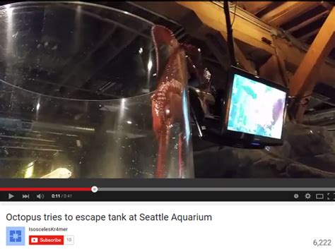 VIDEO: Octopus climbs, nearly escapes aquarium tank