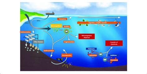 | Fate of microplastics in the marine environment. | Download ...