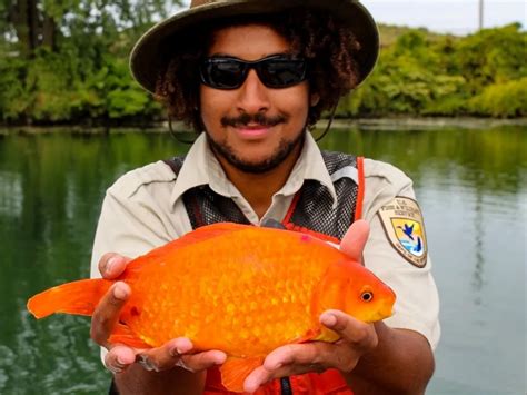 Though Cute as Pets, Goldfish Are Highly Invasive Once in the Wild | Smithsonian