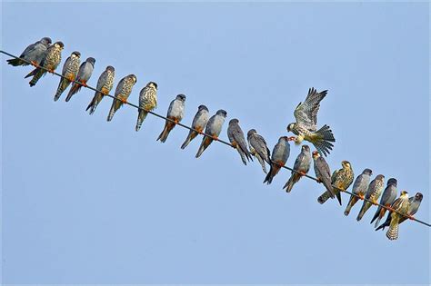 Amur falcon migration, Doyang reservoir | Safe passage, Beautiful birds, Falcons