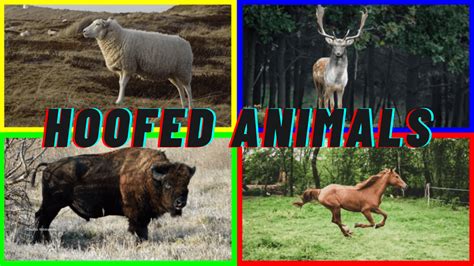 Hoofed Animals For Kids: Cloven Feet and Majestic Adventures - Simply ...