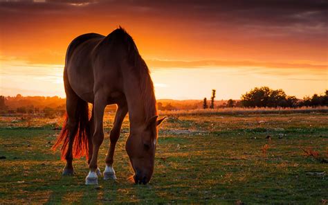 Brown horse, horse, sunset HD wallpaper | Wallpaper Flare