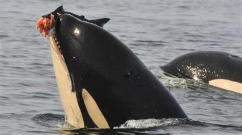 This is why Orcas are known as killer whales – Way Daily