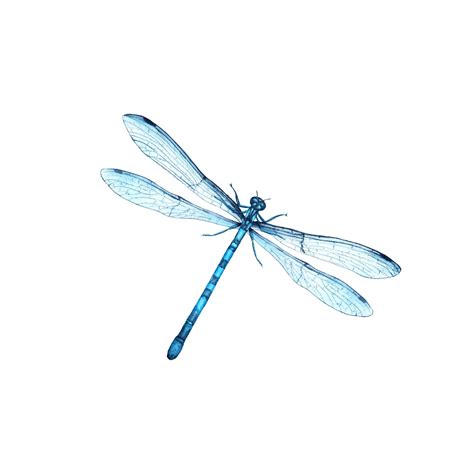 Premium Photo | Blue dragonfly watercolor illustracion isolated on ...