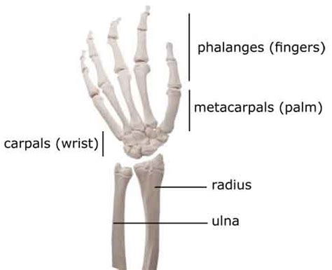 Hand And Arm Bones