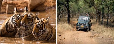 Golden Triangle With Ranthambore Tour | Tour Designers (UK) Ltd