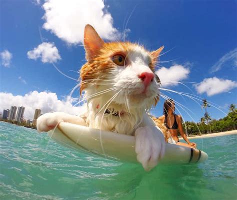 A surfing cat… now you’ve seen it all. (Happily) : r/aww