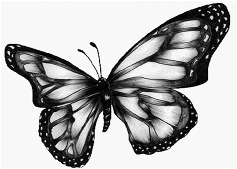 Butterfly Pictures Clip Art Black And White - Free Butterfly Images Black And White, Download ...