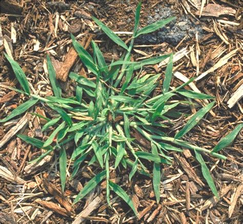 All About Crabgrass | What Grows There :: Hugh Conlon, Horticulturalist ...