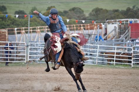 animal wildlife, bronco, equestrian Event, competitive Sport, bronc rider, riding, animal Sport ...