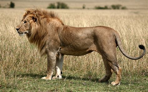 Free download | HD wallpaper: brown lion, field, grass, king of beasts, africa, safari Animals ...