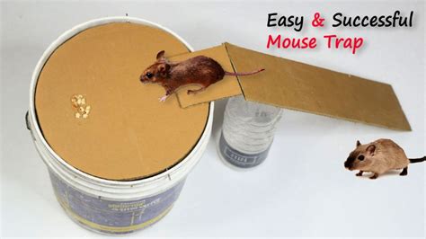 Homemade Mouse Trap (15 DIY Rat Traps that Really Work)