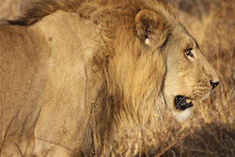Kostenlose foto : männlich, Tierwelt, Afrika, Fauna, Savanne, Löwe, große Katze, gähnen, wildes ...