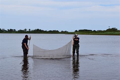 Seining for Long Pond Creatures — Linda Loring Nature Foundation