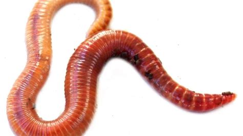 Petition · Make a worm emoji! - United States · Change.org