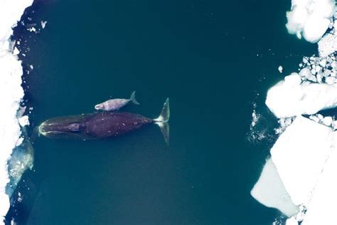 Bowhead Whale Predators