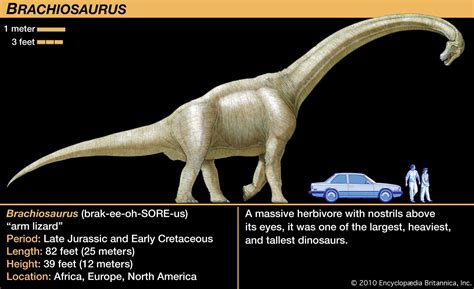 Brachiosaurus - Kids | Britannica Kids | Homework Help