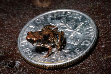 New frog trumps miniscule fish for title of 'world's smallest vertebrate'