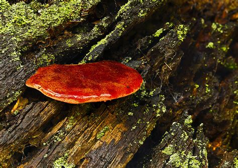 Beefsteak_3631 | Fistulina hepatica - an edible species know… | Flickr