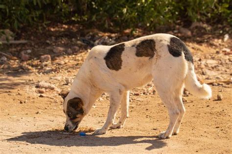 Why Dogs Eat Rocks and What You Can Do to Stop It - Ollie Blog