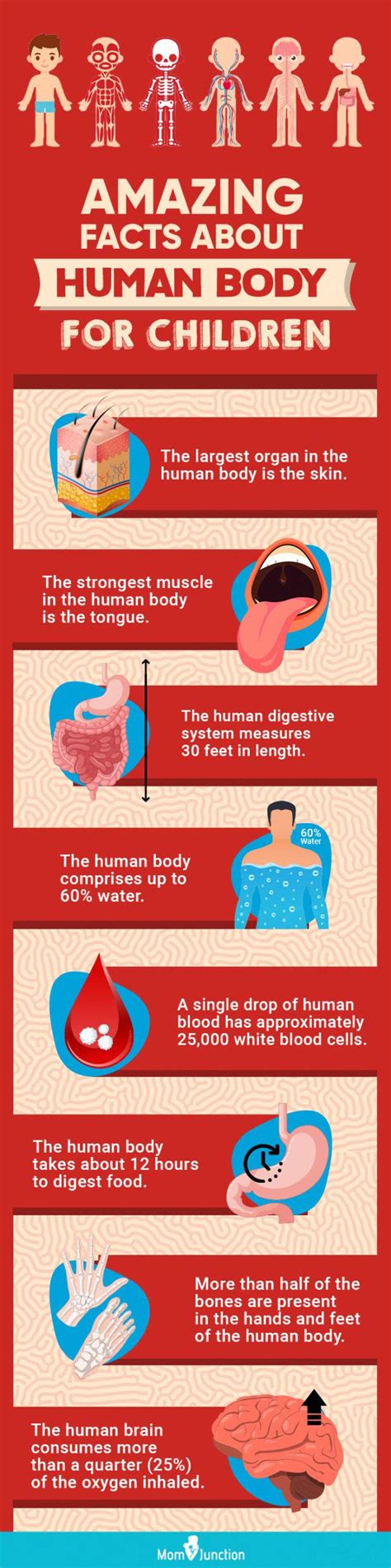 Cool Facts About The Human Body