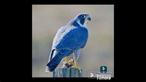 FALCAN BIRD OF NORTH AMERICA @ DR SKSINGH CHANNEL JAI SHREERAM - YouTube