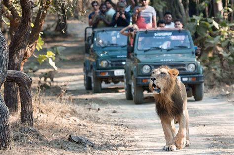 Raju Bhai, Sasan-Gir, Gir National Park, Gujarat Lion Safari, Safari Park, Jungle Safari, Safari ...