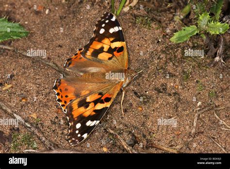 Painted lady butterfly eggs hi-res stock photography and images - Alamy