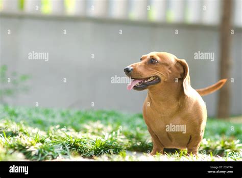 beautiful smiling puppy Stock Photo - Alamy