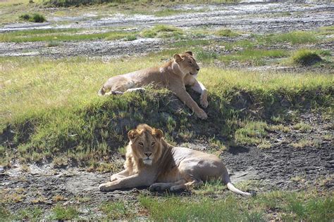 The lions of Ngorongoro Crater Crater, Lions, Places Ive Been, The Good ...