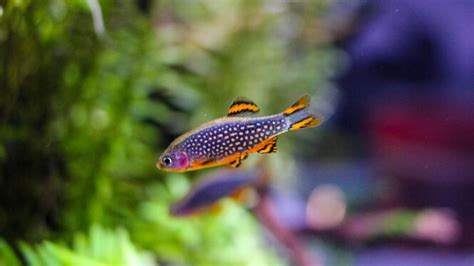 20 Smallest Freshwater Aquarium Micro Fish That STAY Small