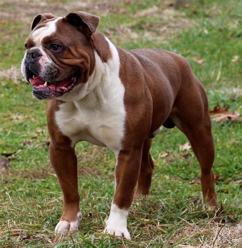 List of Popular English Bulldog Mixes With Pictures