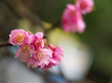 Sakura, or better known as cherry blossoms at Yangmingshan National Park, Taiwan | National ...